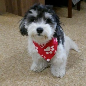 Meet your Posher, Ray